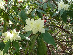 Rhododendron lutescens.