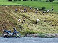 Fauchage du riz dans la région de My Tho.