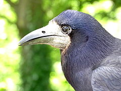 Rook at the cafe, Marwell Zoo