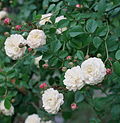 Clusters of flat-petaled white roses and deep pink rosebuds with green foliage