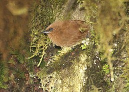 Каштанник андійський (Cinnycerthia unirufa)