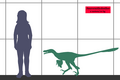 Saurornitholestes.