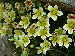 Description de l'image Saxifraga muscoides 02.JPG.