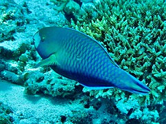 Un poisson-perrouet à lèvres vertes (Scarus viridifucatus)