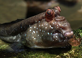 Un poisson-grenouille, gobie des mangroves. (définition réelle 3 000 × 2 142)