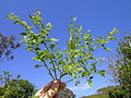 Паслён американский (Solanum americanum)