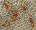 Five live individuals of the land snail Subulina octona on a wet washcloth. Nevis, West Indies