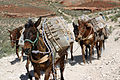 U.S. Mail mule train from Supai, Arizona