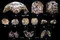 Image 14Ancient human fossil remains from Tam Pa Ling cave (from History of Laos)