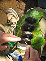 Mussels being tagged