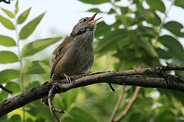 Поплітник синалойський (Thryophilus sinaloa)