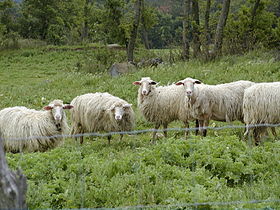 Five white sheep in a field