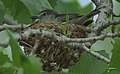 Better Plumbeous Vireo two years after the one above but at the same place