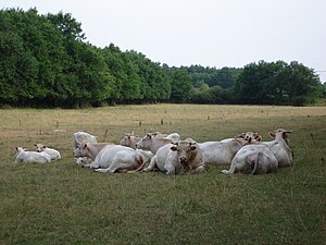 vaches de Sologne.