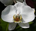 Phalaenopsis hybrid