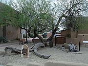 Jail Tree located in the corner of Tegner and Wickenburg Way in Wickenburg, Arizona. From 1863 to 1890, when the local jail was full of prisoners, those who did not fit in a cell were chained to this jail tree (WCC).