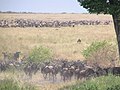 セレンゲティ国立公園（自然遺産）