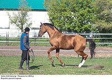 Homme et cheval.