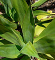 Agave obscura