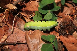 Aglia tau (Saturniidae, Agliinae)