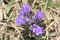 Ajuga multiflora