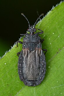 Colour photograph of a Aneurus inconstans flat bug on a leaf