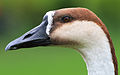 A cabeça do Ganso-cisne, ou ganso-africano.