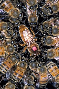 Queen bee, by Scott Bauer