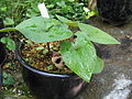 Asarum hatsushimae[вд] (IUCN)