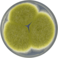 Aspergillus caelatus growing on CYA plate