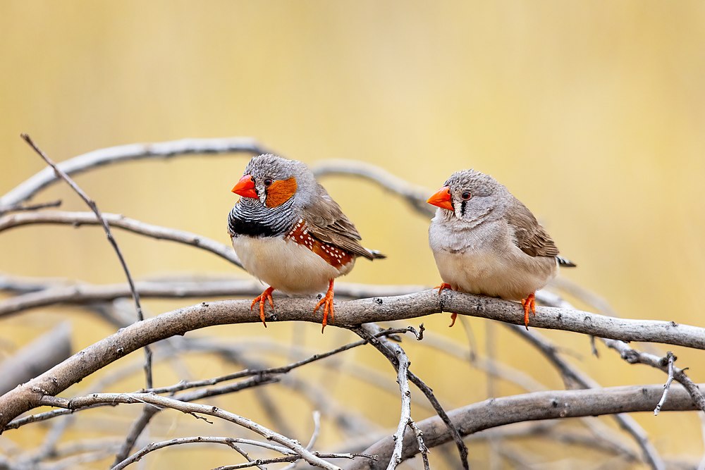 :File:Australian Zebra Finch 0A2A3013.jpg