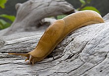 a large yellow slug