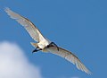 Black-headed ibis