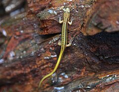 Description de l'image Blue Ridge Salamander.jpg.