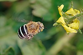 Amegilla cingulata