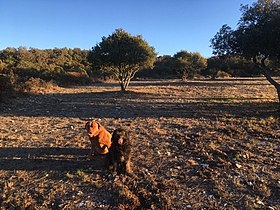 Image illustrative de l’article Bois des Espeisses