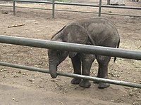 Cucciolo di Elefante africano