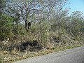 Vestigios mayas de Calotmul.