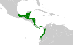 Distribución geográfica del saltarín cabecirrojo norteño.