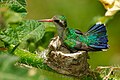 Glittering-bellied emerald