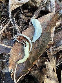 Clavogaster virescens, species of fungus