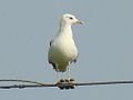 Larus canus