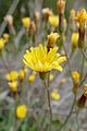 Crepis fraasii