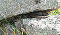 Two Cunningham's spiny-tailed skinks resting on granite boulders, the spiny keel of the scales can be seen on the tail.