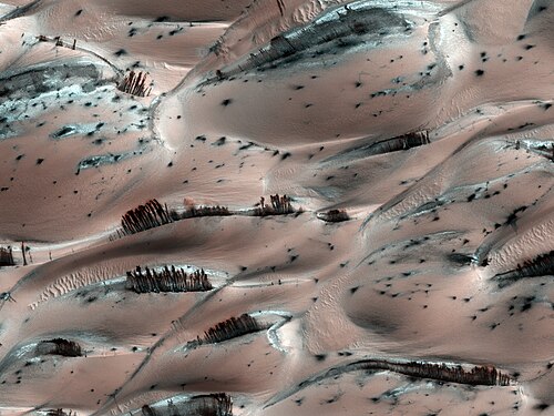 Lorsqu'elles prennent naissance sur la crête des dunes martiennes, les traînées noires donnent l'illusion, à faible résolution, de rangées d'arbres éparses au milieu de buissons. Photo prise au nord d'Utopia Planitia, en lisière de la calotte polaire boréale.