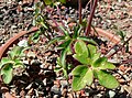 Delphinium luteum