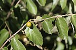 沙蘋果（英语：Diospyros chamaethamnus） Sand apple