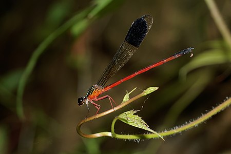 Euphaea fraseri male