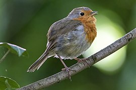 Rouge-gorge chantant.