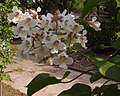 A flowering Northern Catalpa in Dallas, Texas.